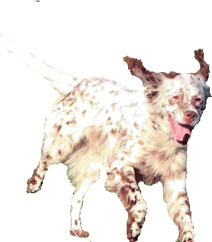 English Setter (359x351), Png Download