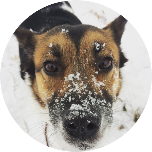 Companion Dog (600x600), Png Download