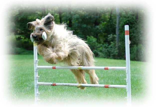 Happy Tails Is Also The Training Studio Of Diane Balkavich, - Dog Jumps (640x426), Png Download