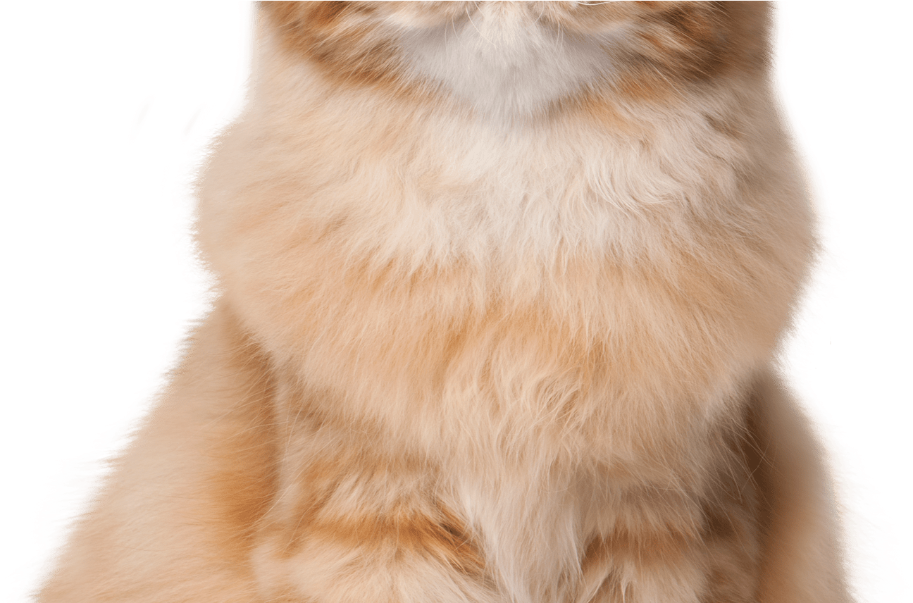 Sitting Cat Png Clip Art Best Web Clipart - Clip Art (1368x855), Png Download