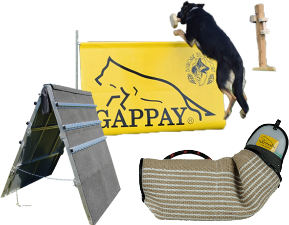 Club Members Will Be Training Ahead Of Guests In All - Dog Agility (600x459), Png Download