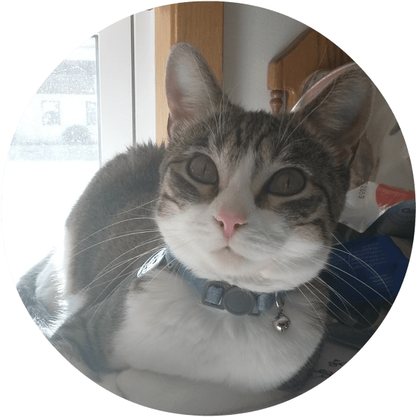 Mom Says I'm A Little Shy, But I Love To Cuddle Up - Domestic Short-haired Cat (600x617), Png Download