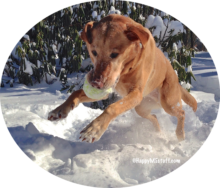 Dive Into Maine Winter Fun - Happyme (913x780), Png Download