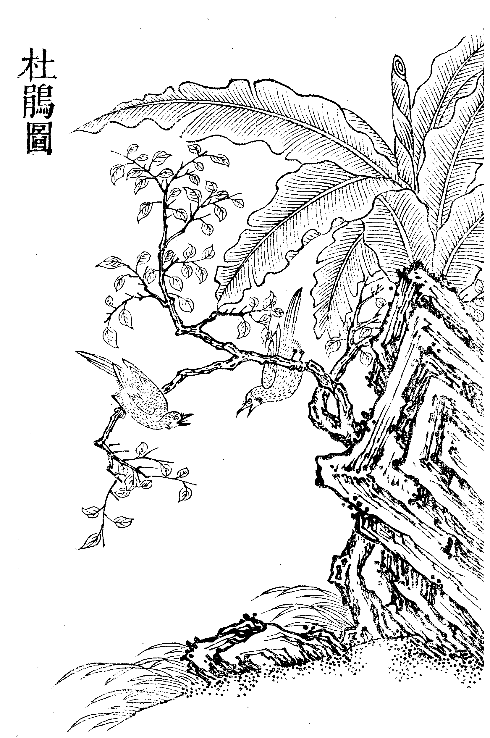 File - Imperial Encyclopaedia - Animal Kingdom - Pic049 - Illustration (1657x2495), Png Download