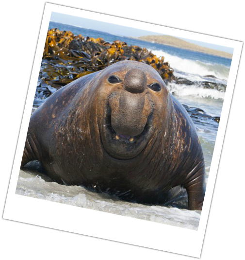 Picture - Elephant Seals (505x535), Png Download
