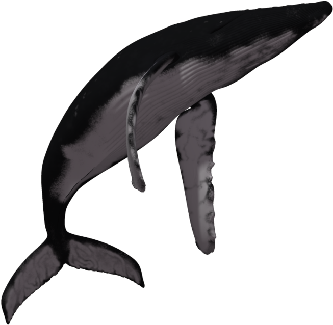 Download Whale Fish Png Transparent Images Transparent - Humpback Whale (1024x639), Png Download