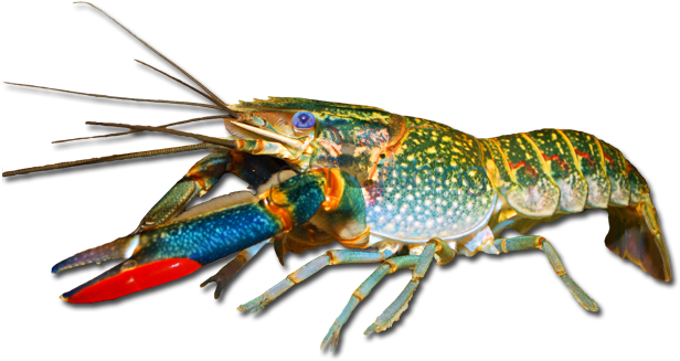 Redclaw - Cherax Quadricarinatus Red Claw (648x350), Png Download