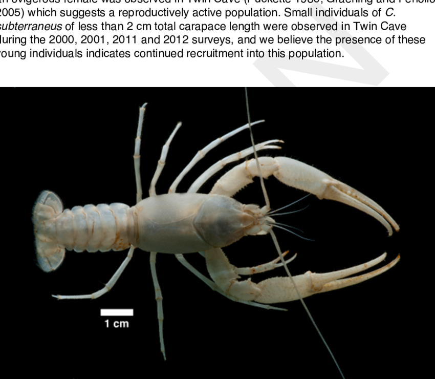 The Largest Recorded Adult Female Delaware County Cave - Cambarus Subterraneus (850x740), Png Download