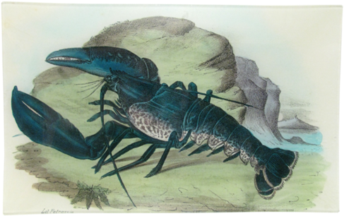 Blue Lobster Blue Lobster - Reproduction Procédé Giclée Crustaceans, 1863-79 Par (500x500), Png Download