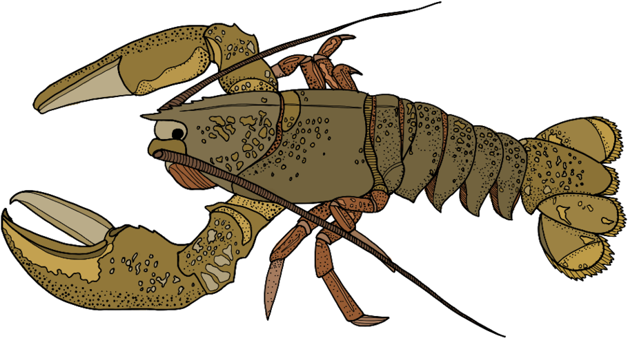 Lobster - Portable Network Graphics (1000x1000), Png Download