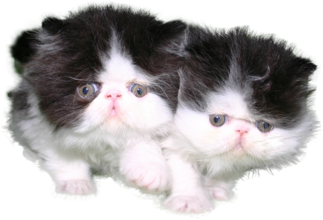 Black And White Kitten Png (750x500), Png Download