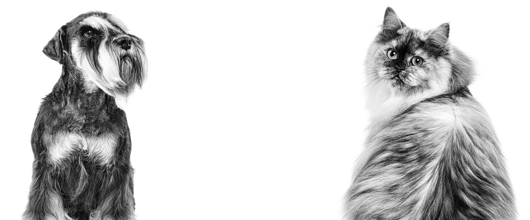 Download Fecal Score Chart - Royal Canin Black And White Cat (2240x926), Png Download