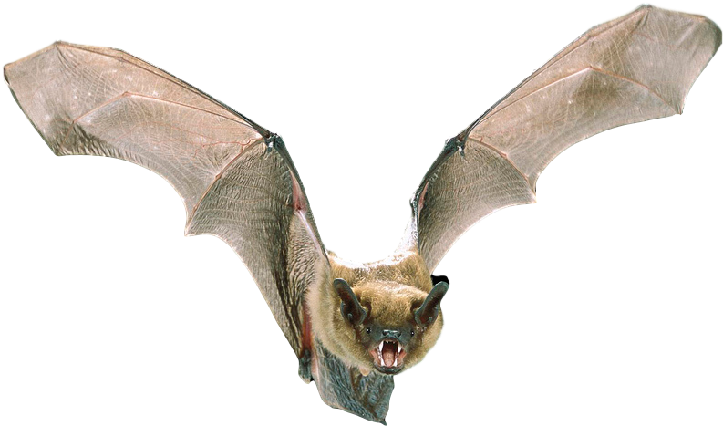 Michigan Bat Control - Bats Information (1024x640), Png Download