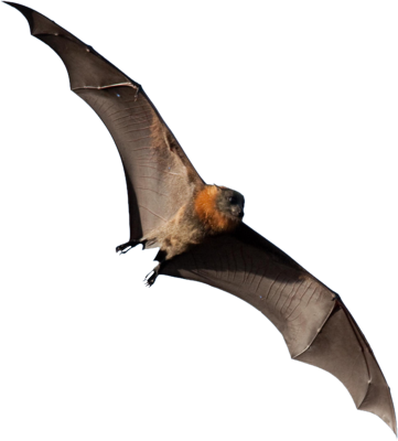 Flying Fox Png (361x400), Png Download