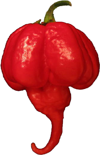 Ghost Pepper Challenge - Trinidad Moruga Scorpion Png (488x550), Png Download