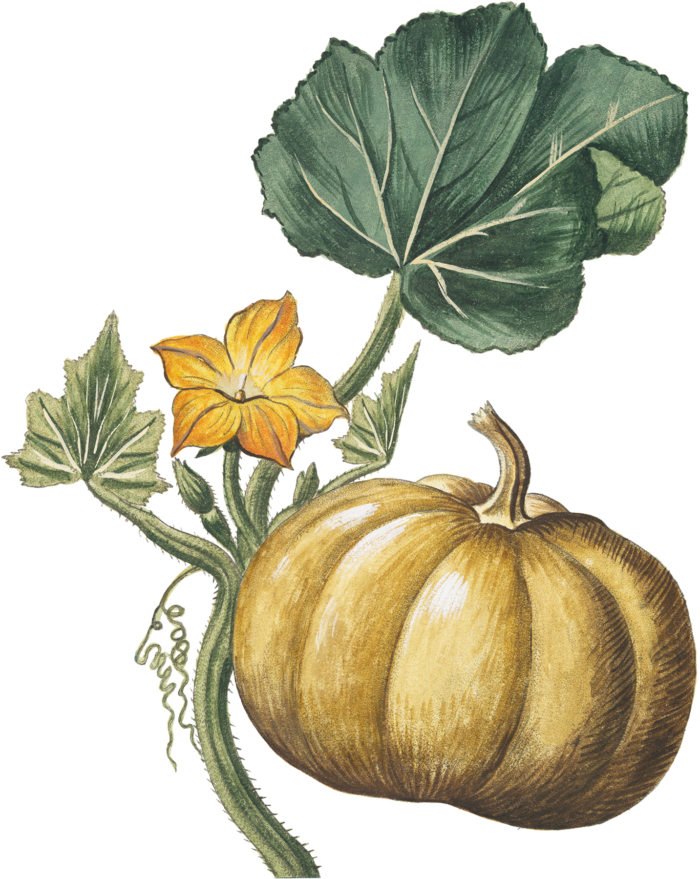 Free Download Calabaza Ilustracion Botánica Clipart - Pumpkin Pendant Necklace - Autumn Jewelry - Vintage (1433x1800), Png Download