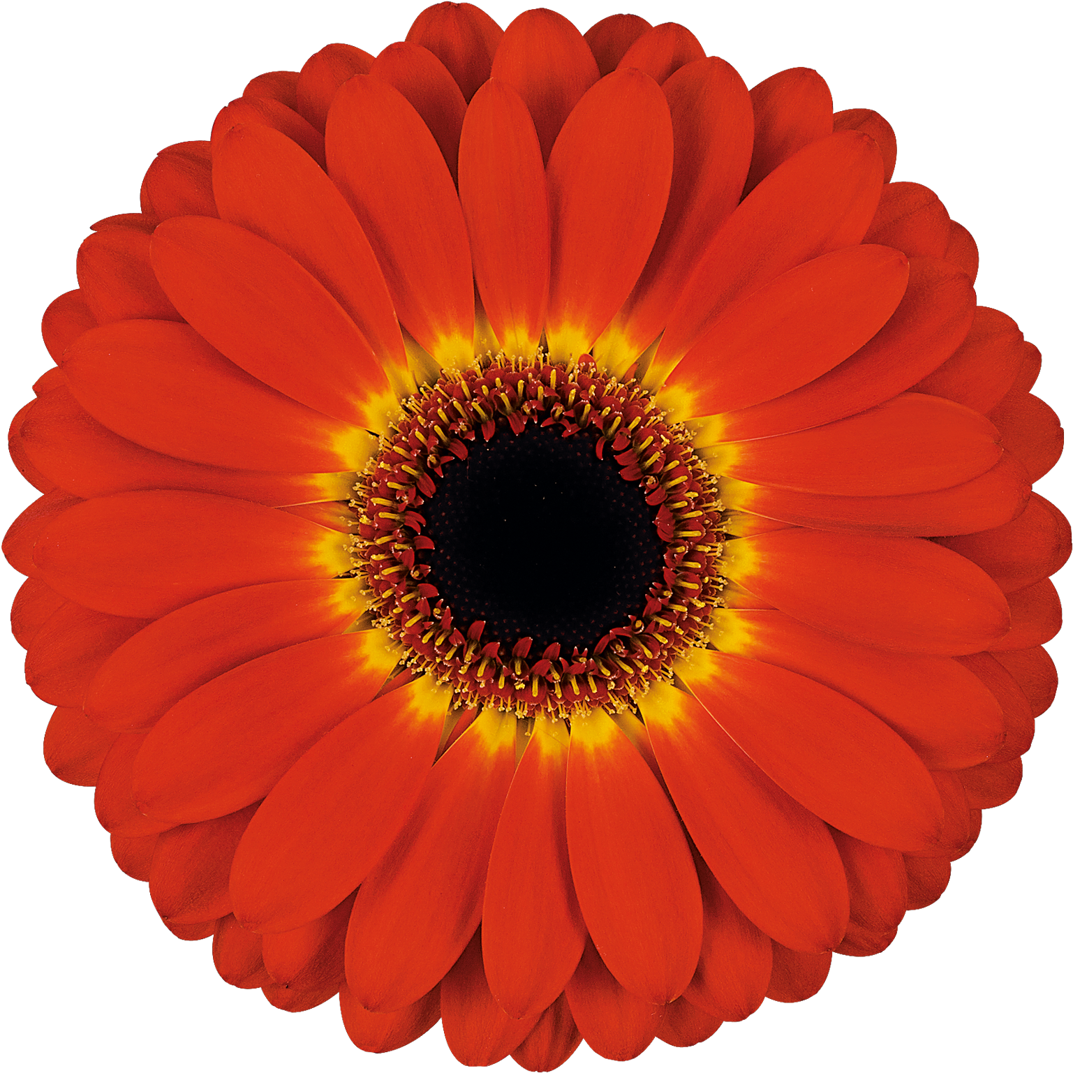 High Resolution Image, Download File - Transvaal Daisy (1772x1772), Png Download