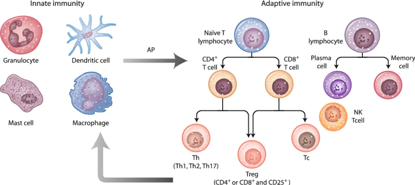 Major Cell Subsets Of The Innate And Adaptive Immune - Immune System (850x380), Png Download