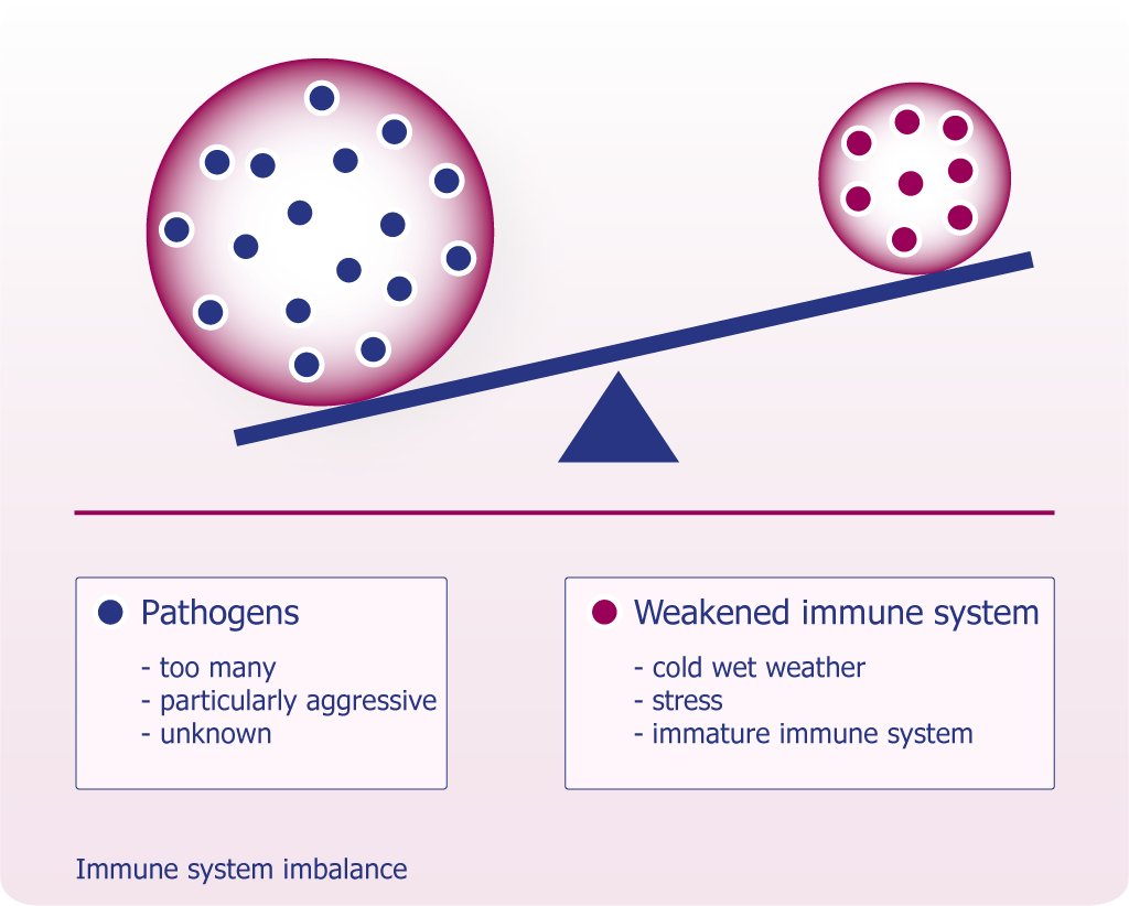 The - Immune System Is Weakened (1024x822), Png Download