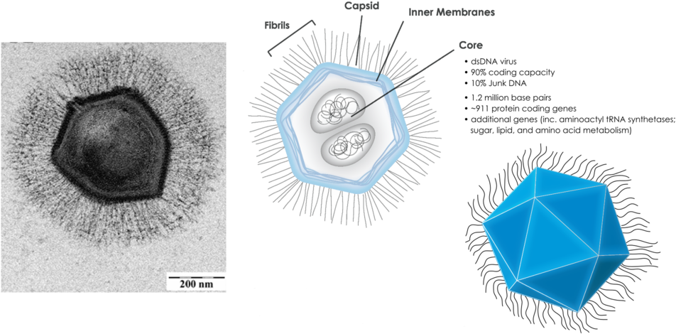 1280px-mimivirus Composite - Mimivirus (1000x500), Png Download