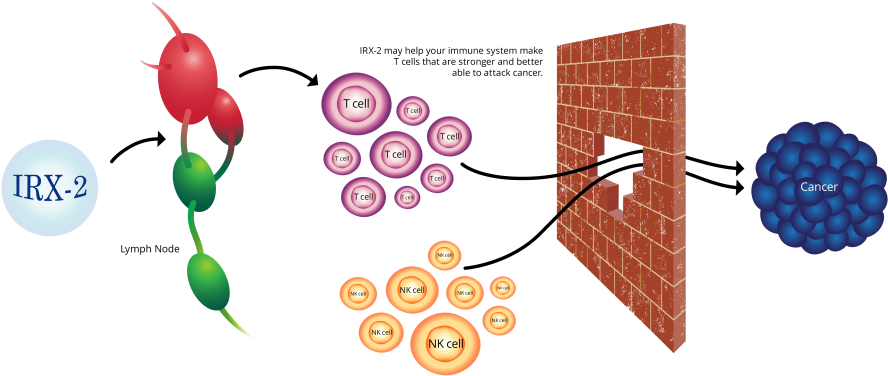 Irx-2 Is An Immunotherapy Designed To Put The Immune - Immune System (1024x422), Png Download
