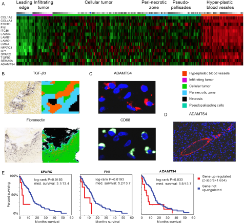 Cancer Immunotherapy Research Is Rapidly Advancing, - Innate Immune System (480x442), Png Download