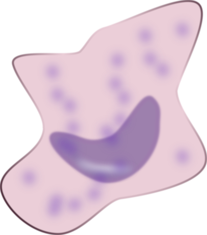 Macrophage Immune System Neutrophil Immunity Lymphocyte - Macrophage Clip Art (661x750), Png Download