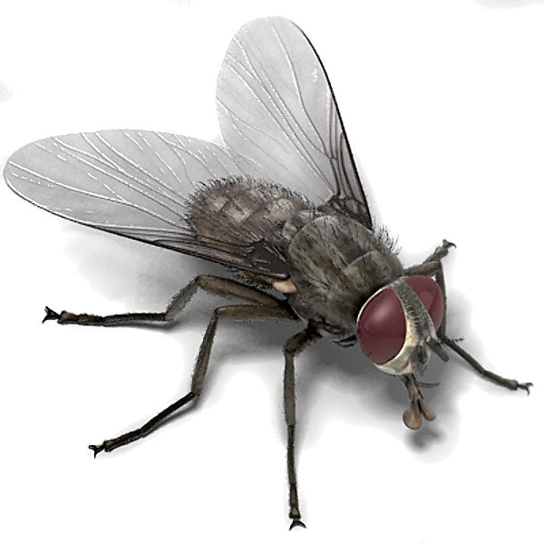 Moscas - House Fly Memes (600x600), Png Download