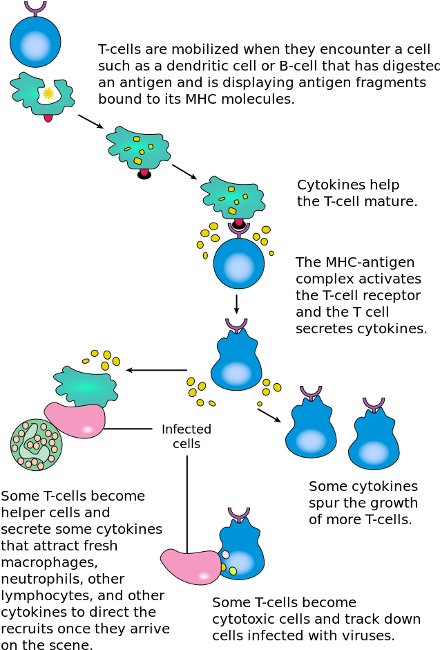 Types Of Immune Responses - T Cell Stimulation With Peptide Pool (656x992), Png Download