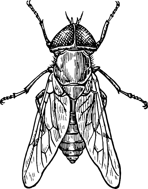 Mosca, Escarabajo, Insecto, Alas - Detailed Drawing Of Insects (501x640), Png Download
