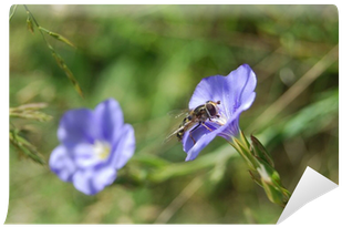 Mosca De Las Flores Wall Mural • Pixers® • We Live - Hoverflies (400x400), Png Download