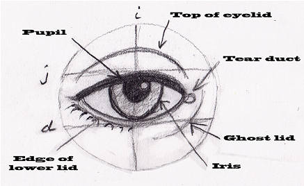 So Our Eyes Are Usually Small Compared With The Size - Human Eye Proportions (496x327), Png Download