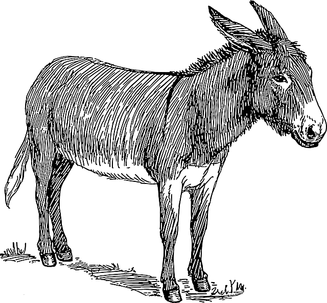 Drawn Donkey Cartoon Old - Donkey Drawing (640x593), Png Download
