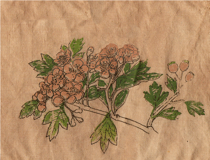 Patch-four - Swamp Maple (1000x700), Png Download