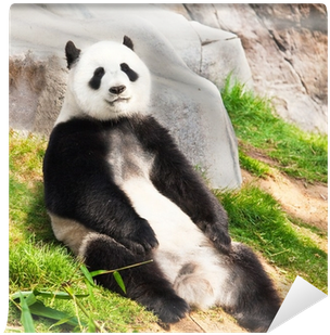 Giant Panda (400x400), Png Download