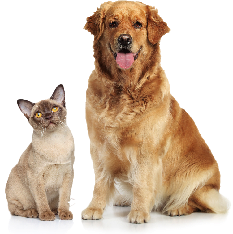 Dogcat - April Is Pet Month (753x768), Png Download