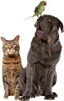 Schedule Today - Parrot Sitting On Dog (338x368), Png Download