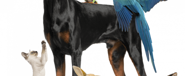 Dog Cat Bunny Bird Frog Snake Mouse900png - Doberman Pinscher Training Guide Doberman Pinscher (736x301), Png Download