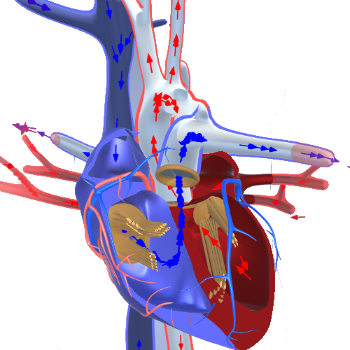 Neocardiosim Based On An Advanced Fully Animated Heart - Illustration (500x500), Png Download