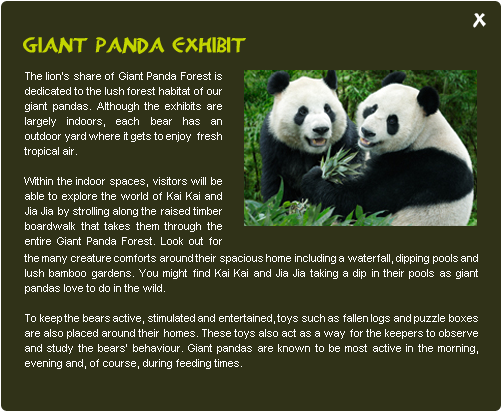 Meet The Friendly Inhabitants Of The Giant Panda Forest - Information Sur Les Pandas (500x470), Png Download
