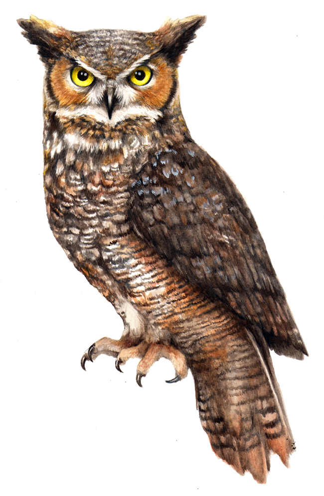 Owl Png Pic - Eastern Screech Owl Png (650x996), Png Download
