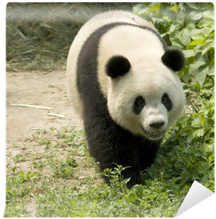 Giant Panda (400x400), Png Download