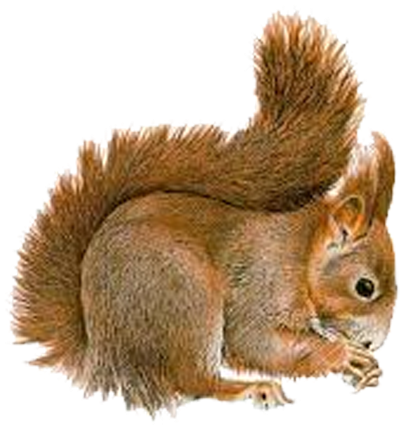 Squirrel Removal - Wild Animal Png (479x434), Png Download