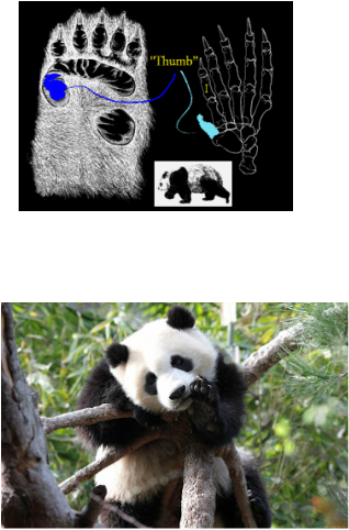 If You Look At It My Way, Pandas Look Like A Walking - Panda Thumb (318x482), Png Download