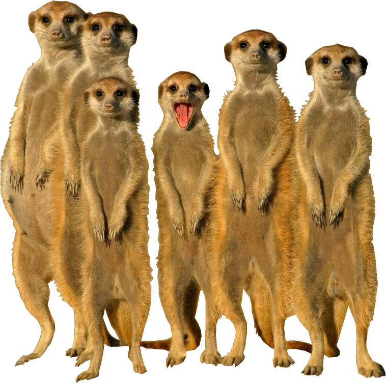 Thumb Image - Meerkat Animal (822x772), Png Download