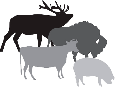 Wildgamesilogame - Car Stickers Big Deer Sticker (400x302), Png Download