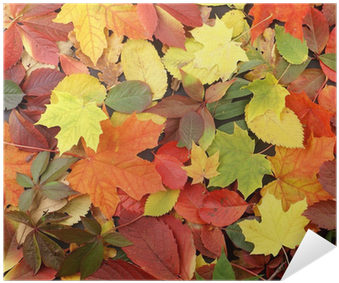 A Beautiful Autumn Background Image Of Fallen Leaves - Fall Leaves On The Ground (400x400), Png Download