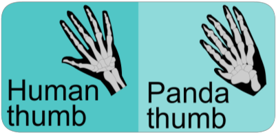 The Adaptations Of The Giant Panda - Humanet (420x288), Png Download