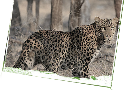 Menu - Ranthambore National Park Animals (431x311), Png Download