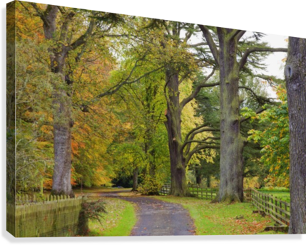A Path Covered With Fallen Leaves And Trees In Autumn - Supplier Generic A Path Covered With Fallen Leaves (429x344), Png Download